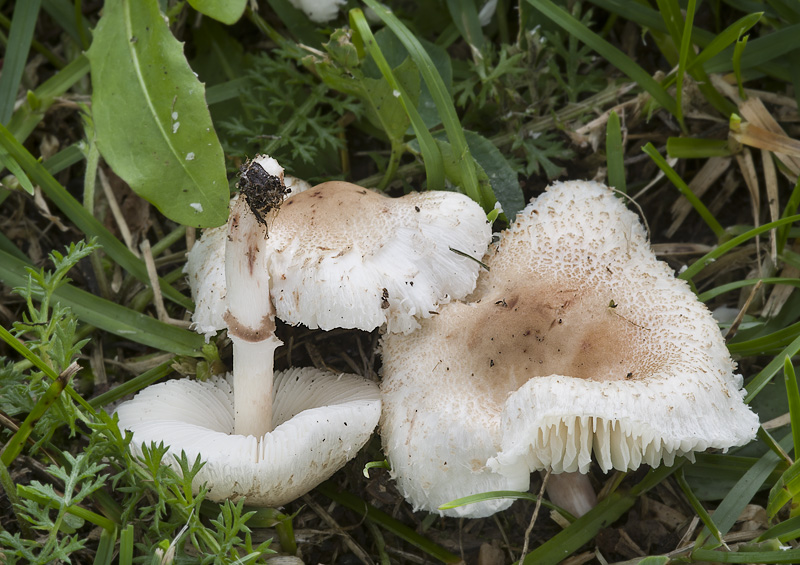 Lepiota lilacea